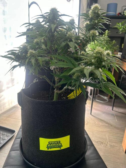 Fastbuds Collabo Run. Week 5