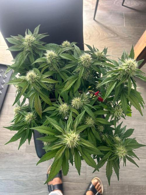 Fastbuds Collabo Run. Week 5