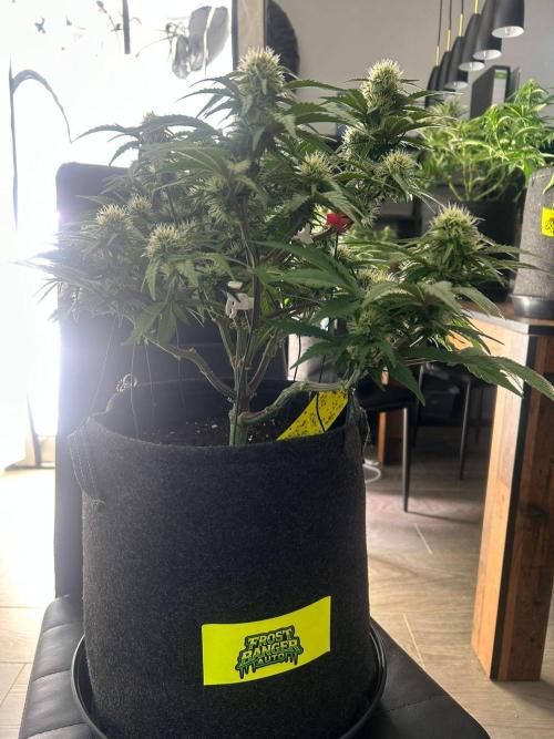 Fastbuds Collabo Run. Week 5