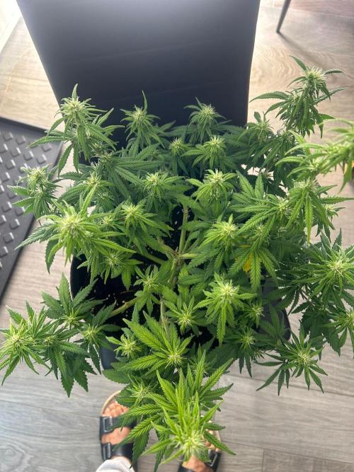 Fastbuds Collabo Run. Week 5