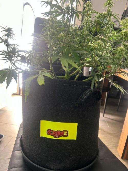 Fastbuds Collabo Run. Week 5