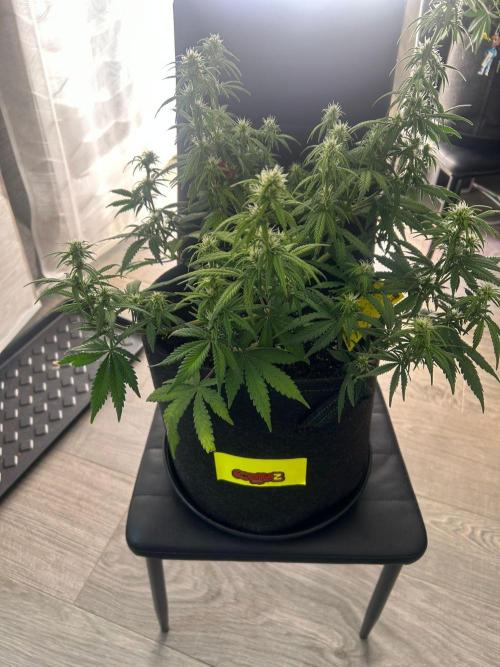 Fastbuds Collabo Run. Week 5