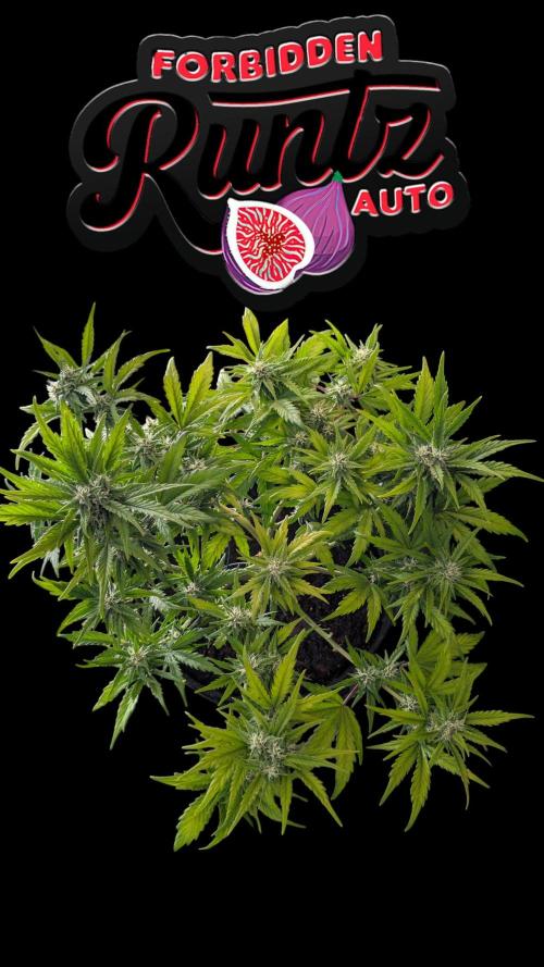 Fastbuds Collabo Run. Week 6