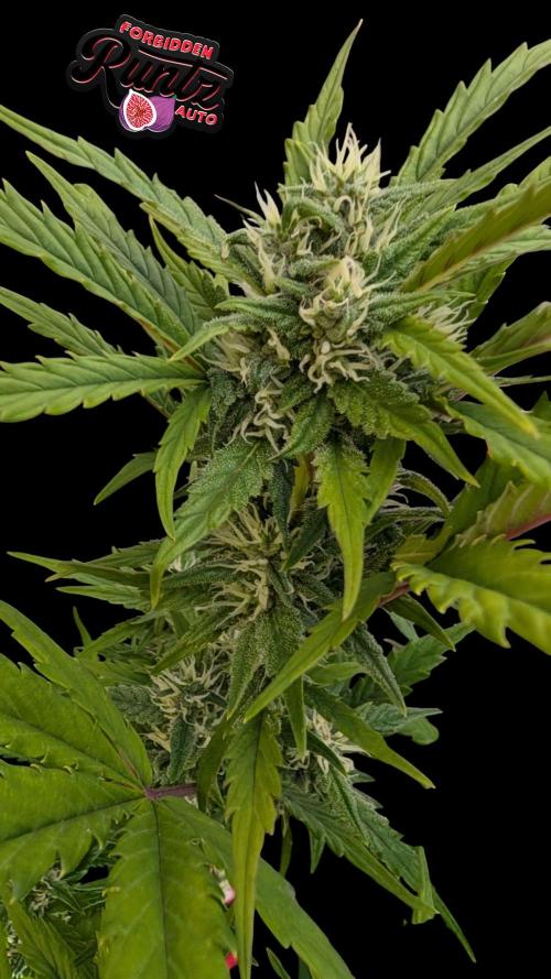 Fastbuds Collabo Run. Week 6