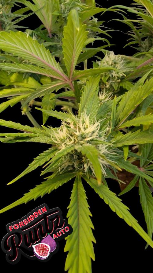 Fastbuds Collabo Run. Week 6