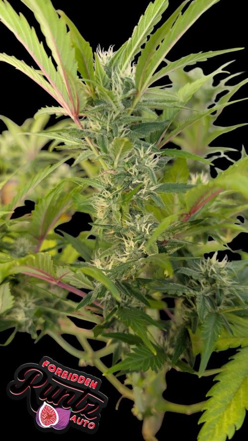 Fastbuds Collabo Run. Week 6