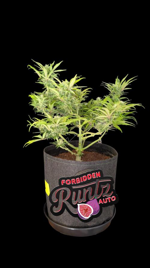 Fastbuds Collabo Run. Week 6
