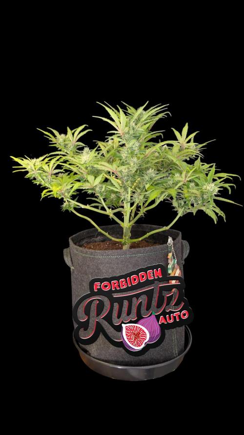 Fastbuds Collabo Run. Week 6