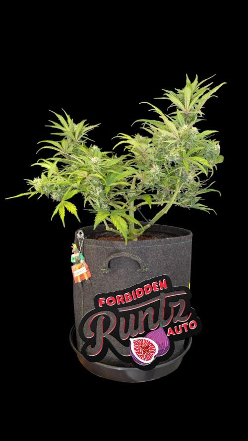 Fastbuds Collabo Run. Week 6
