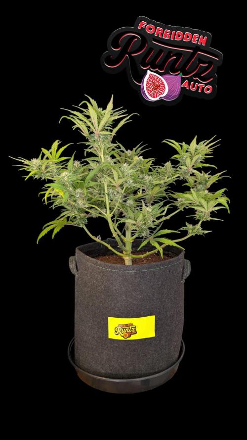 Fastbuds Collabo Run. Week 6