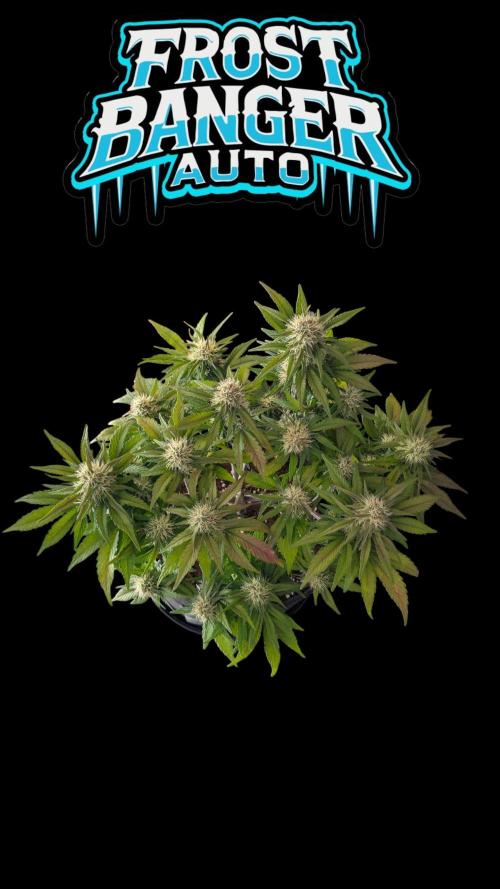 Fastbuds Collabo Run. Week 6