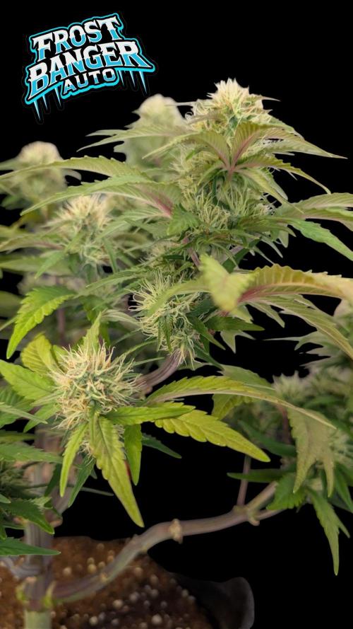 Fastbuds Collabo Run. Week 6