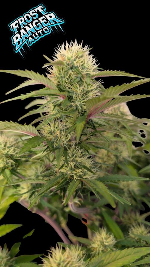 Fastbuds Collabo Run. Week 6