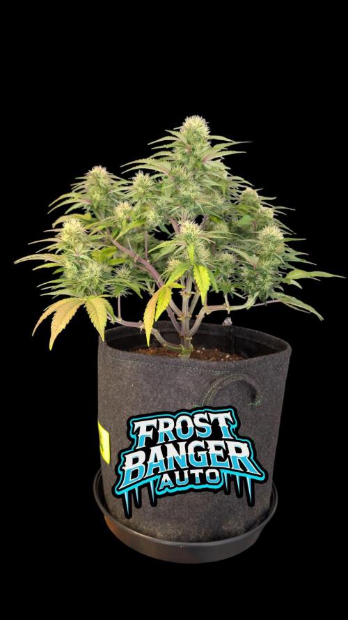 Fastbuds Collabo Run. Week 6