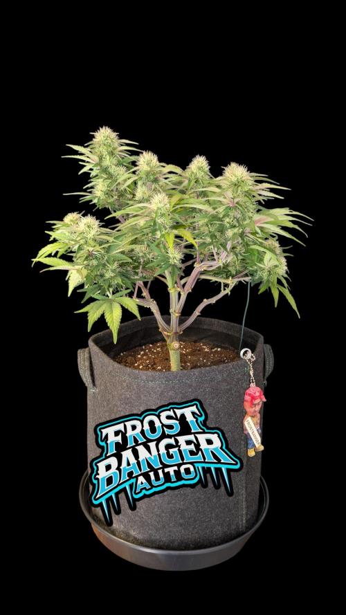 Fastbuds Collabo Run. Week 6