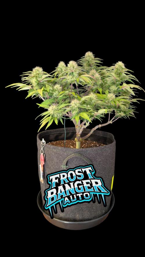 Fastbuds Collabo Run. Week 6