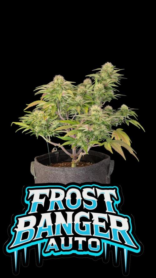 Fastbuds Collabo Run. Week 6