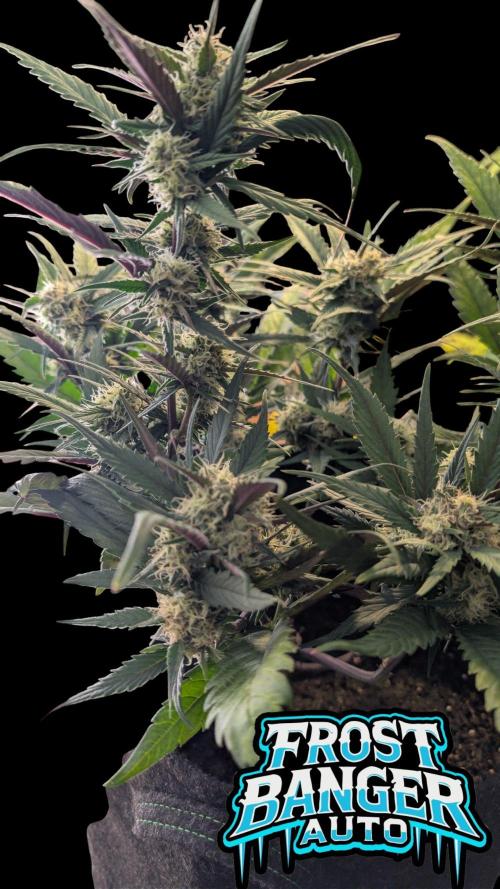 Fastbuds Collabo Run. Week 6