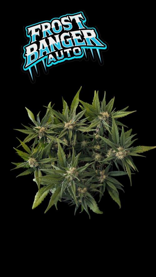 Fastbuds Collabo Run. Week 6