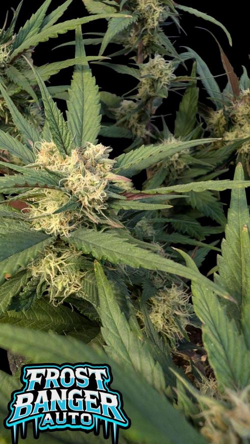 Fastbuds Collabo Run. Week 6