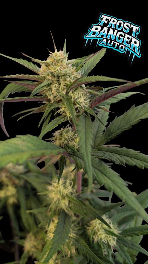 Fastbuds Collabo Run. Week 6