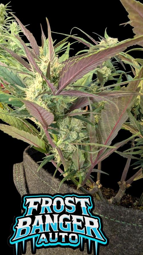 Fastbuds Collabo Run. Week 6