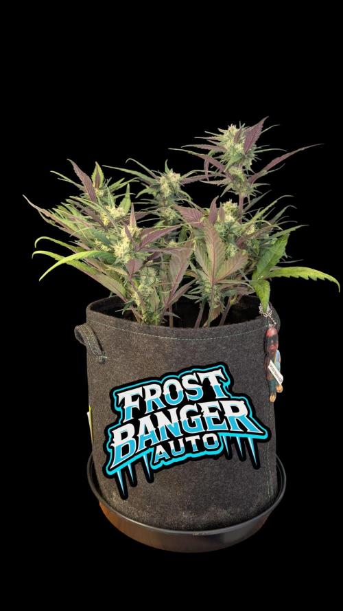 Fastbuds Collabo Run. Week 6