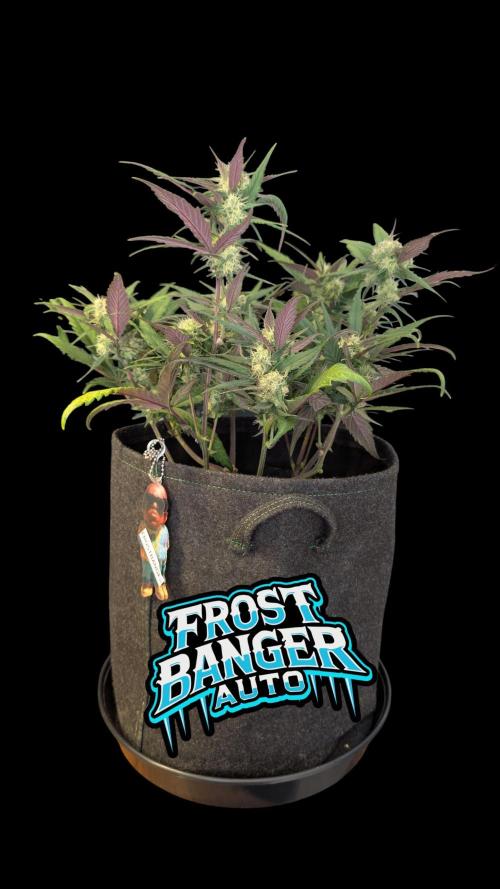 Fastbuds Collabo Run. Week 6