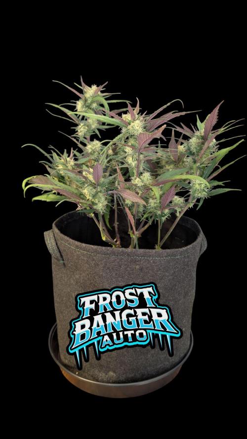 Fastbuds Collabo Run. Week 6