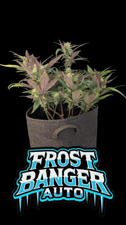 Fastbuds Collabo Run. Week 6