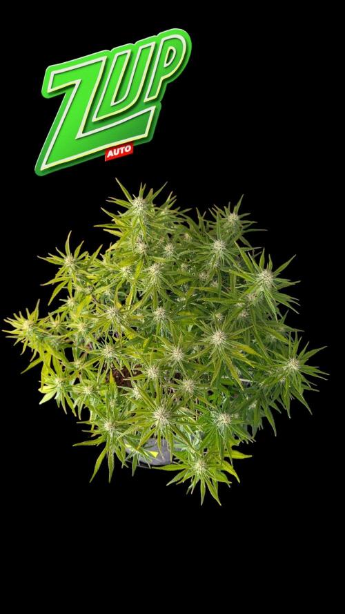 Fastbuds Collabo Run. Week 6