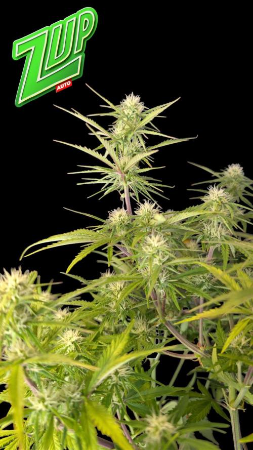 Fastbuds Collabo Run. Week 6