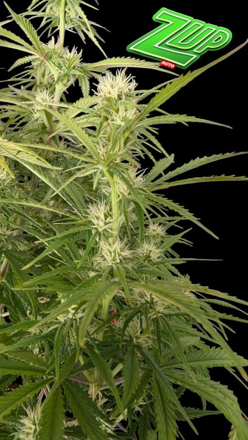 Fastbuds Collabo Run. Week 6