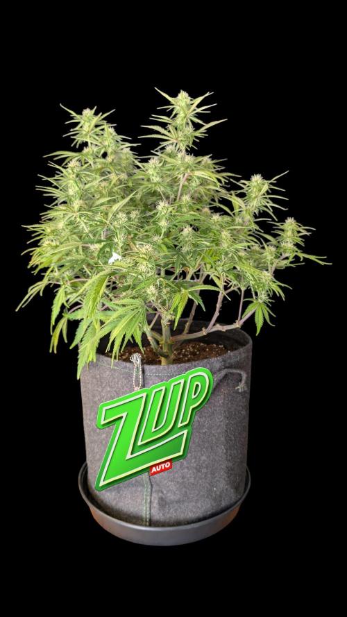 Fastbuds Collabo Run. Week 6