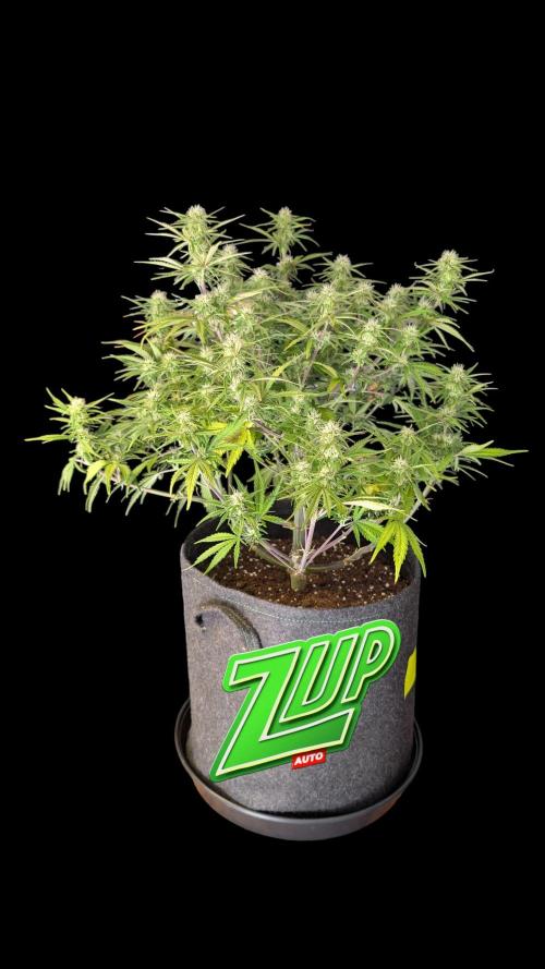 Fastbuds Collabo Run. Week 6