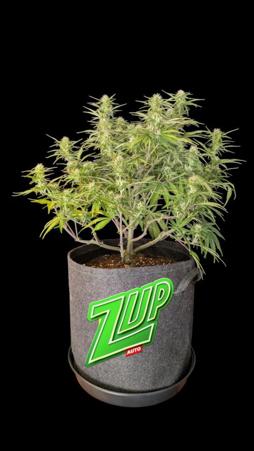 Fastbuds Collabo Run. Week 6