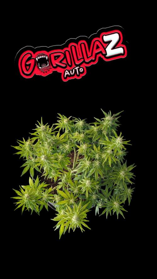 Fastbuds Collabo Run. Week 6