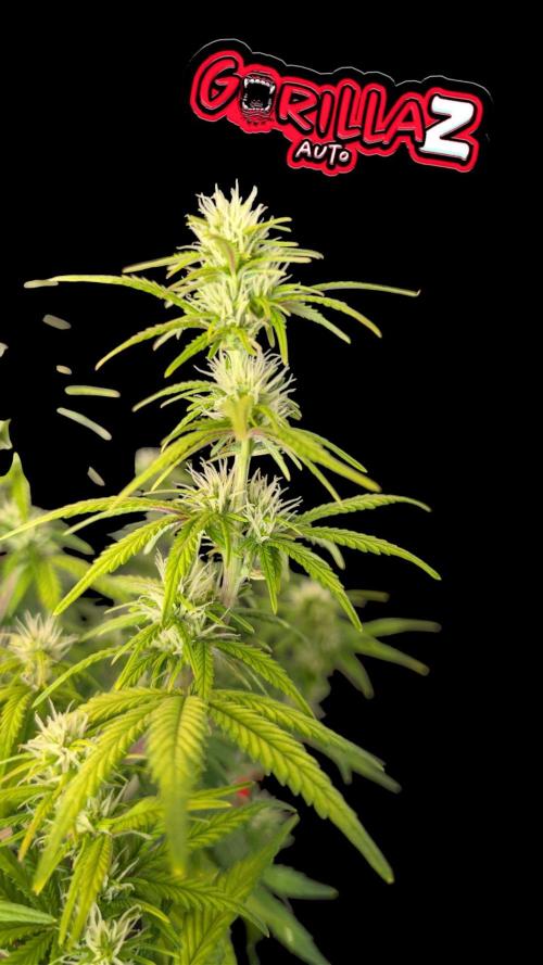 Fastbuds Collabo Run. Week 6