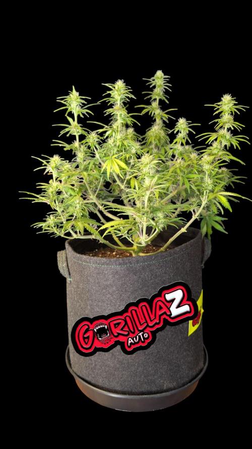 Fastbuds Collabo Run. Week 6