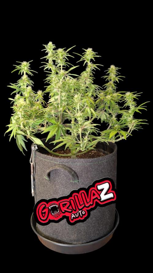 Fastbuds Collabo Run. Week 6