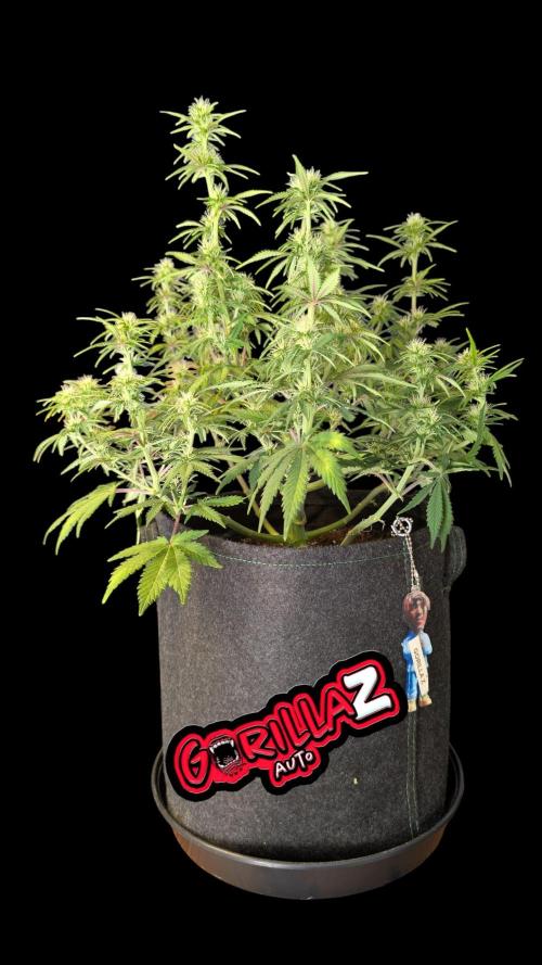 Fastbuds Collabo Run. Week 6