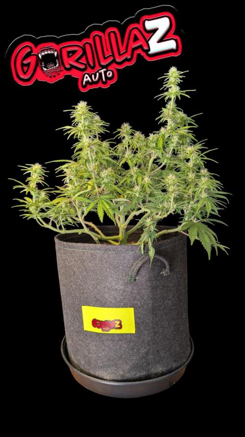 Fastbuds Collabo Run. Week 6