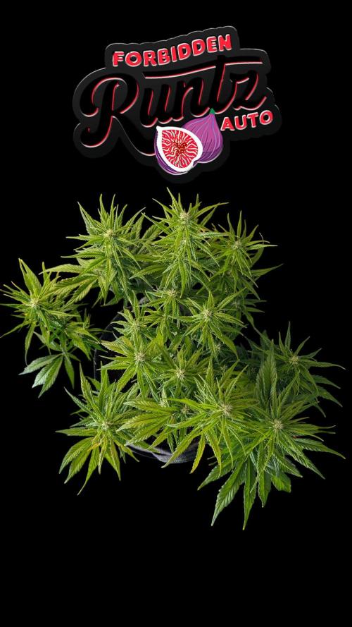 Fastbuds Collabo Run. Week 6