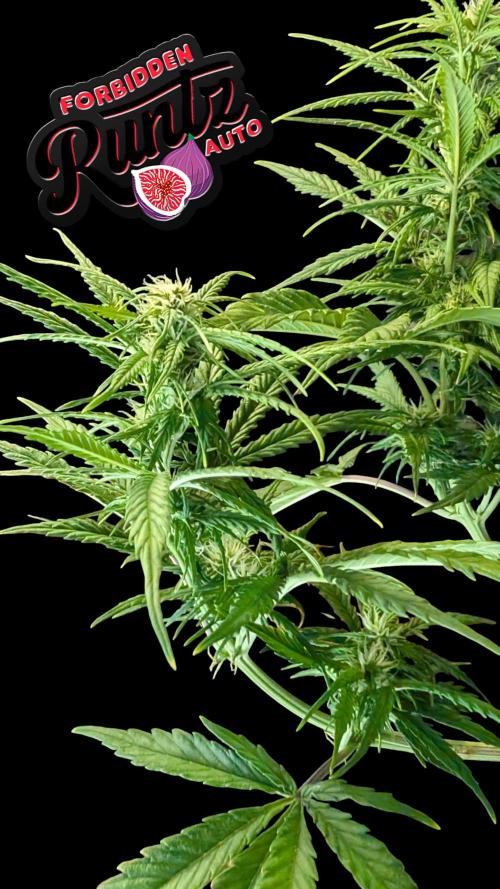 Fastbuds Collabo Run. Week 6