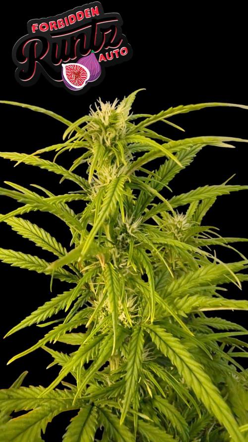 Fastbuds Collabo Run. Week 6