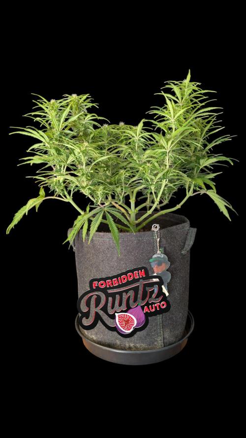 Fastbuds Collabo Run. Week 6