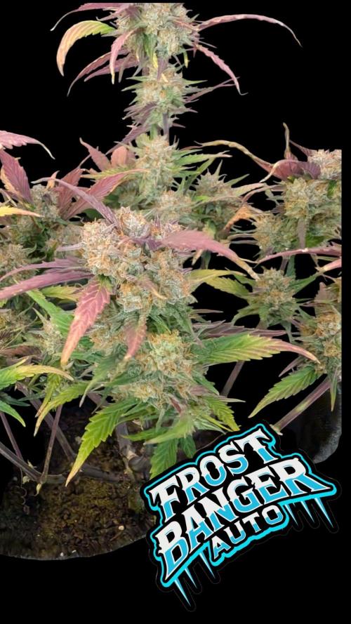 Fastbuds Collabo Run. Week 7