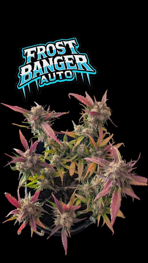 Fastbuds Collabo Run. Week 7