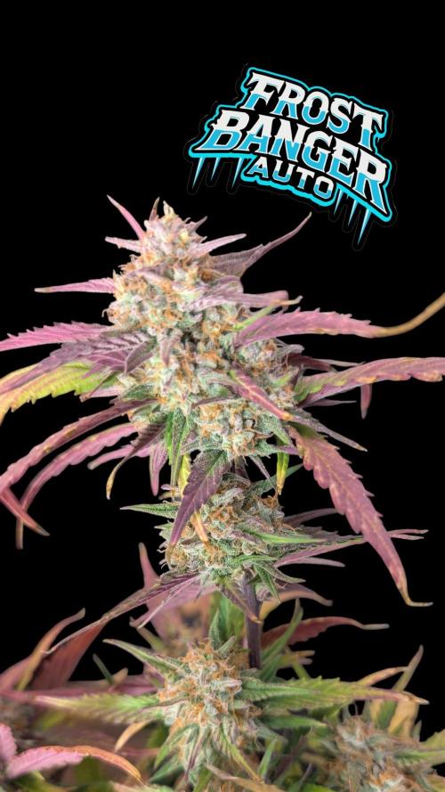 Fastbuds Collabo Run. Week 7