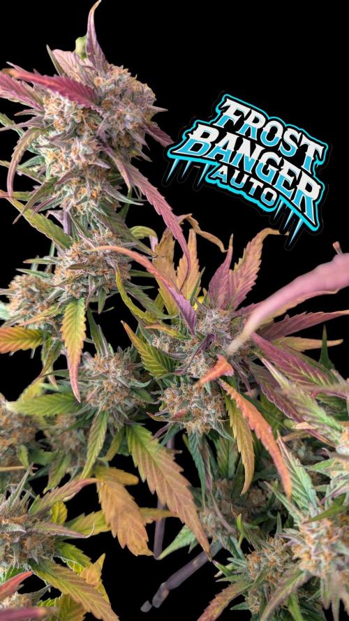 Fastbuds Collabo Run. Week 7